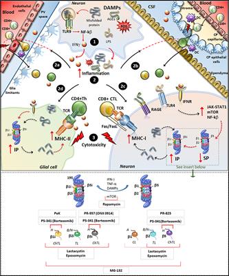 A Sentinel in the Crosstalk Between the Nervous and Immune System: The (Immuno)-Proteasome